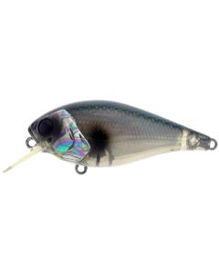 Abalone Shad