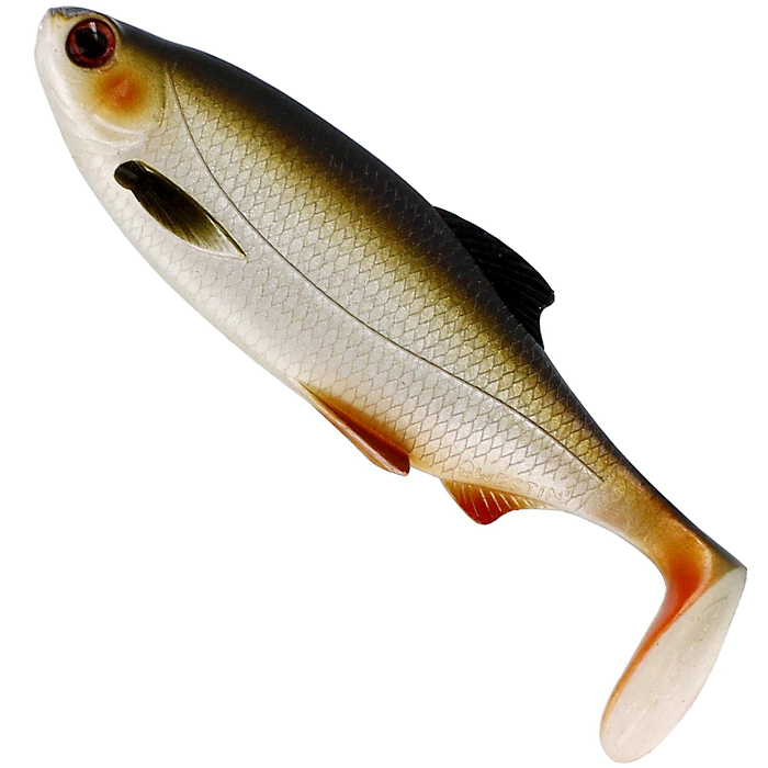Lively Roach
